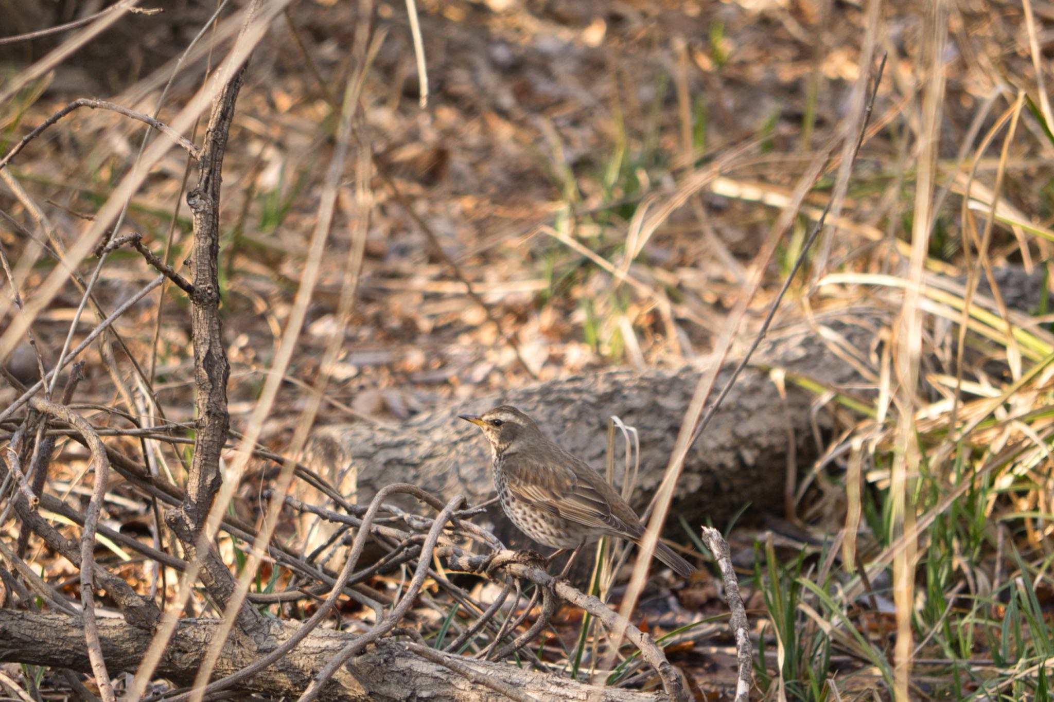 Dusky Thrush