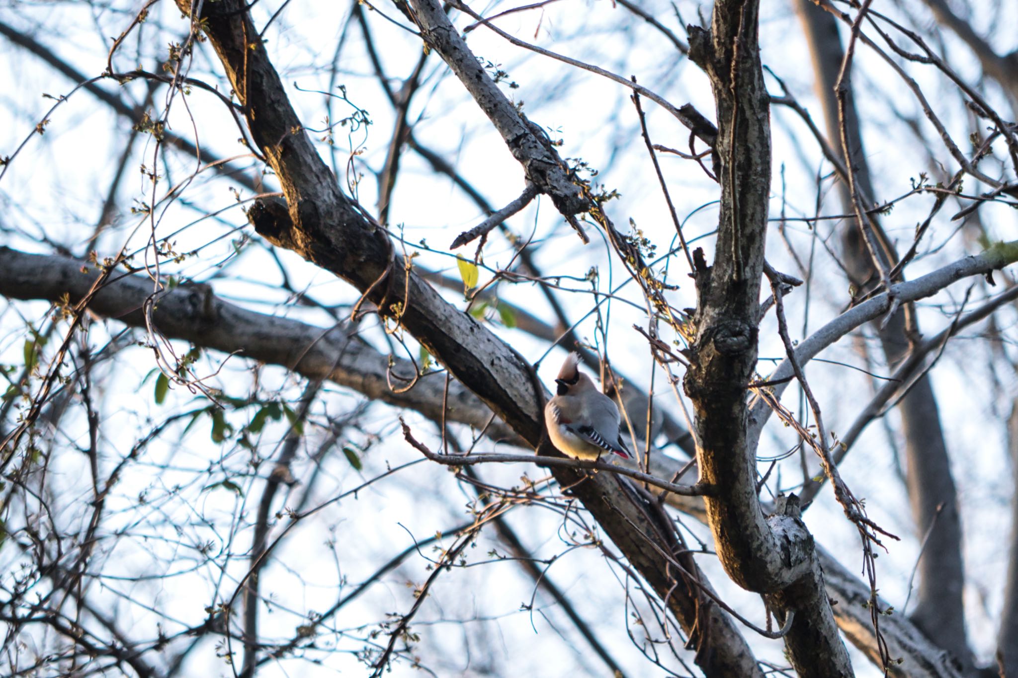 Japanese Waxwing