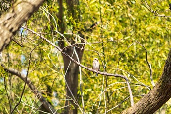 シメ 秋ヶ瀬公園 2021年3月14日(日)