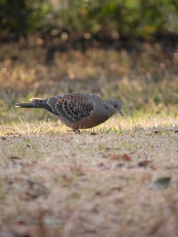 Oriental Turtle Dove Mitsuike Park Mon, 3/15/2021