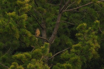 オオタカ 大阪南港野鳥園 2017年1月29日(日)