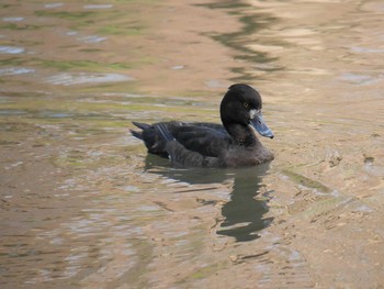 Tufted Duck Mitsuike Park Mon, 3/15/2021