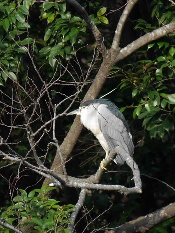 Black-crowned Night Heron Mitsuike Park Mon, 3/15/2021