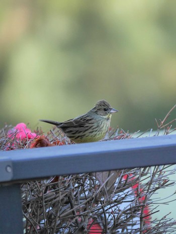 Masked Bunting Mitsuike Park Mon, 3/15/2021