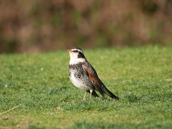 Dusky Thrush Mitsuike Park Mon, 3/15/2021