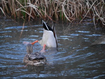 Mon, 3/15/2021 Birding report at Mitsuike Park