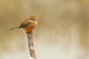 モズ 大阪南港野鳥園 2017年1月29日(日)