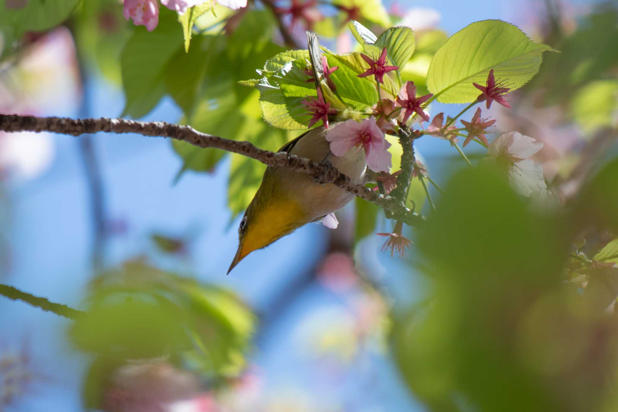 Warbling White-eye