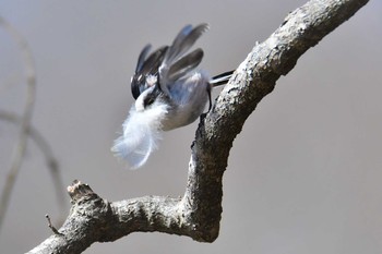 Long-tailed Tit 井頭公園 Sun, 3/7/2021