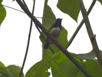 Zappey's Flycatcher