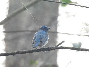 2021年3月15日(月) Khao Mai Keao Reservation Parkの野鳥観察記録