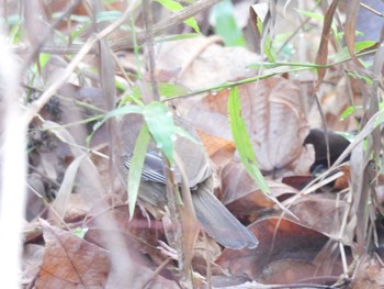 Puff-throated Babbler Khao Mai Keao Reservation Park Mon, 3/15/2021