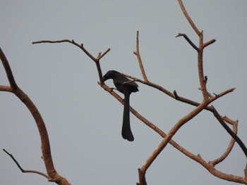 Racket-tailed Treepie Khao Mai Keao Reservation Park Mon, 3/15/2021