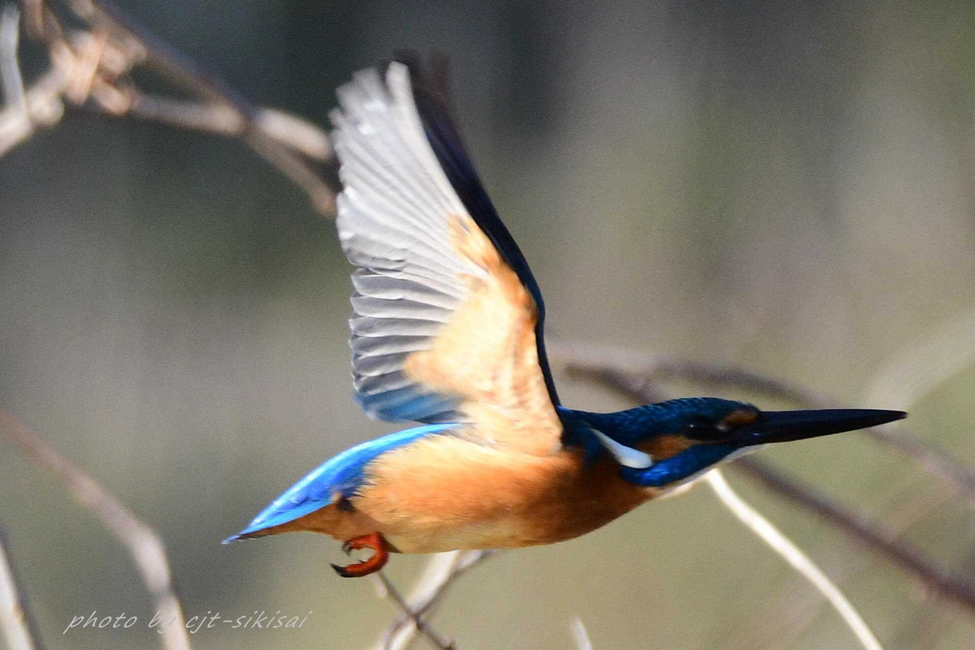 Photo of Common Kingfisher at 愛知郡境川 by F. Makida