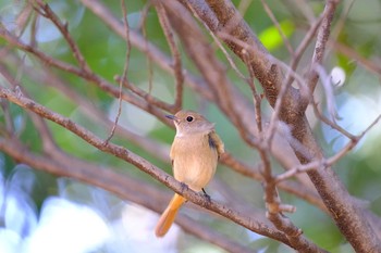 Daurian Redstart 東京都 Sun, 3/14/2021