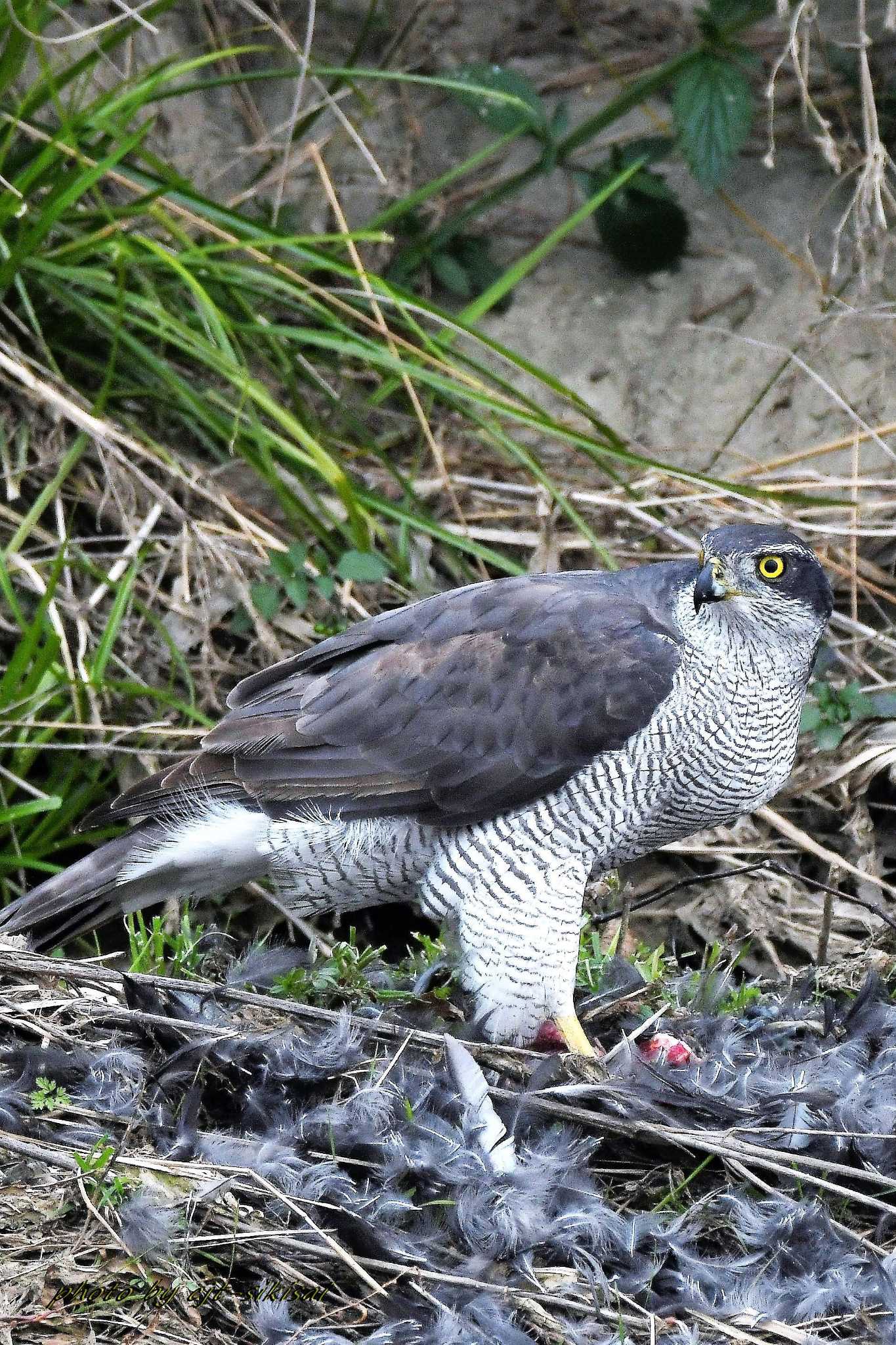 愛知郡境川 オオタカの写真