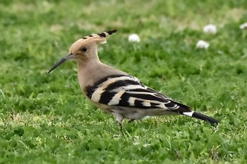 Sat, 3/13/2021 Birding report at 笠沙町