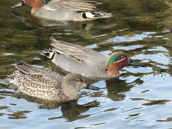 Green-winged Teal 岡山市後楽園 Tue, 1/31/2017