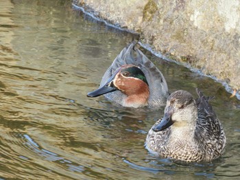 Green-winged Teal 岡山市後楽園 Tue, 1/31/2017