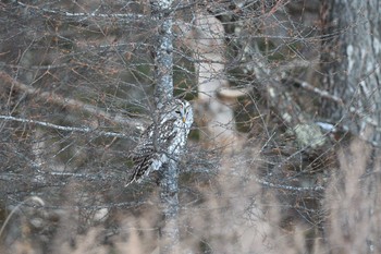 Ural Owl Unknown Spots Fri, 1/1/2021