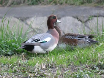 Eurasian Wigeon 岡山市後楽園 Unknown Date