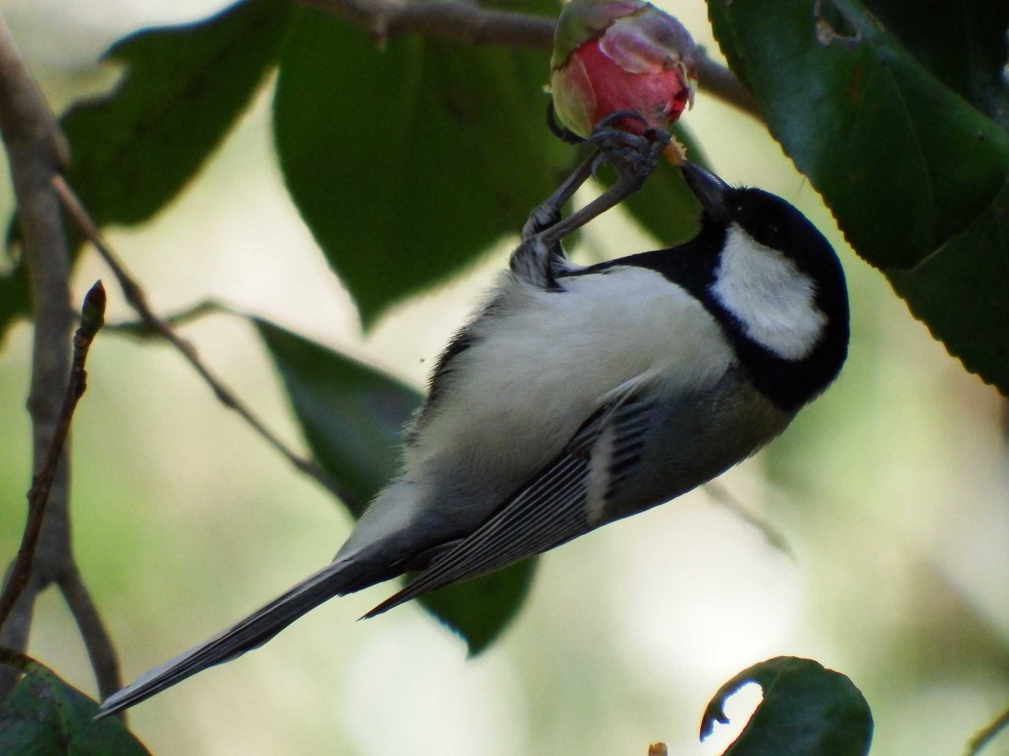 シジュウカラ