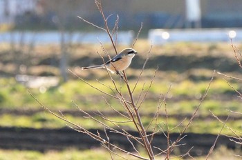 モズ 見沼たんぼ 2021年3月15日(月)