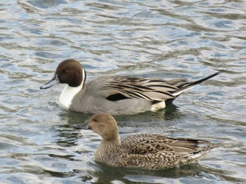 Northern Pintail 岡山市百間川 Unknown Date