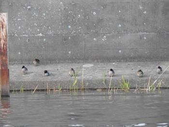 コガモ 隅田川 2021年3月15日(月)