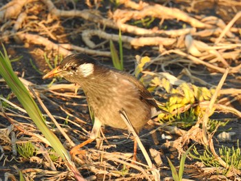 2021年3月15日(月) 荒川河川敷の野鳥観察記録