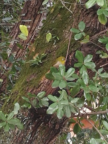 Warbling White-eye 橿原神宮深田池 Tue, 1/31/2017