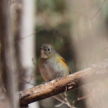 Red-flanked Bluetail 御岳山、御岳山神社 Tue, 1/31/2017