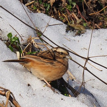 Meadow Bunting 御岳山、御岳山神社 Tue, 1/31/2017