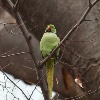 Indian Rose-necked Parakeet Yoyogi Park Tue, 3/19/2019