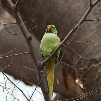 ワカケホンセイインコ 代々木公園 2019年3月19日(火)