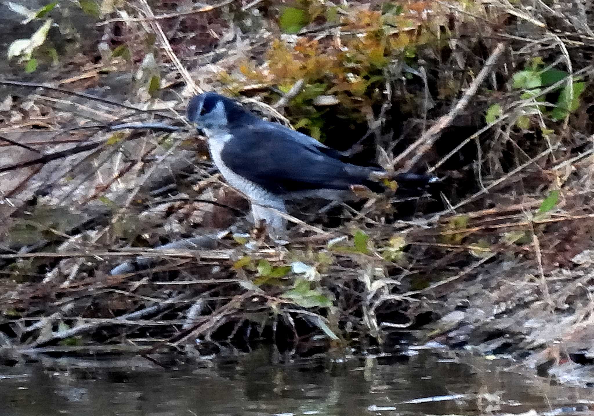 Eurasian Sparrowhawk