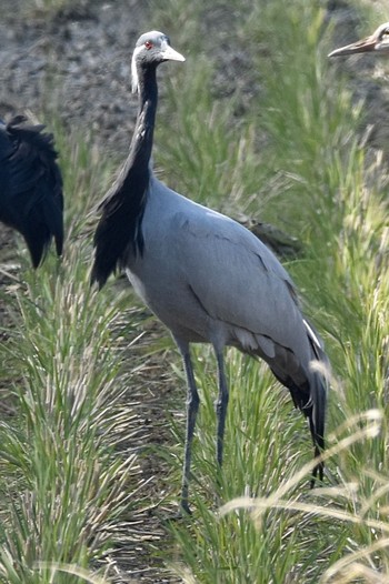 Demoiselle Crane Izumi Crane Observation Center Mon, 12/7/2020