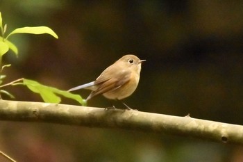 Red-flanked Bluetail 慈眼寺公園 Sun, 12/27/2020