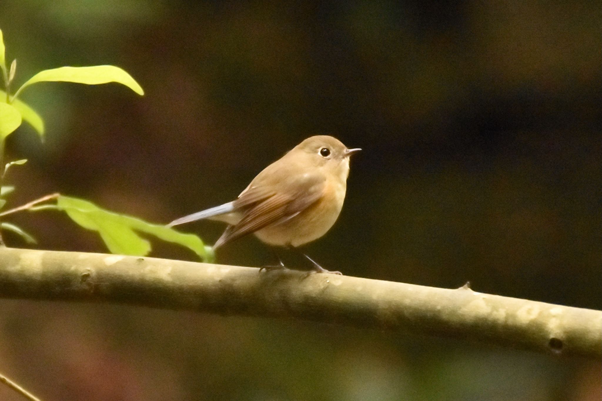 Photo of Red-flanked Bluetail at 慈眼寺公園 by 背高ゴイ之助