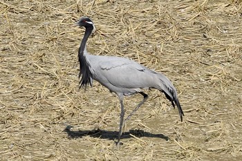 Demoiselle Crane Izumi Crane Observation Center Mon, 12/7/2020