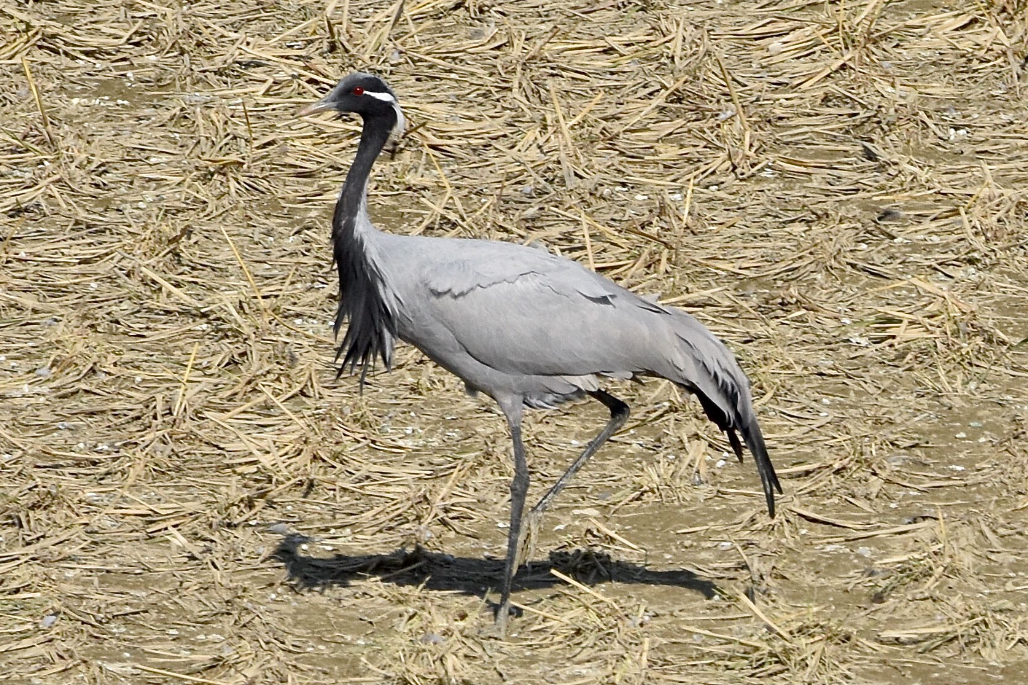 Demoiselle Crane