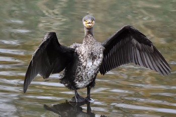 Great Cormorant 鹿児島市　永田川 Sun, 12/27/2020