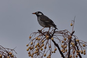 White-cheeked Starling 永田川 Sun, 12/27/2020