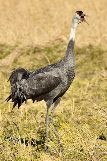 Hooded Crane Izumi Crane Observation Center Sat, 12/5/2020