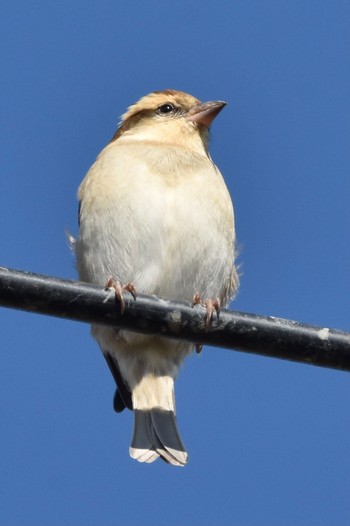 Russet Sparrow Izumi Crane Observation Center Mon, 12/7/2020