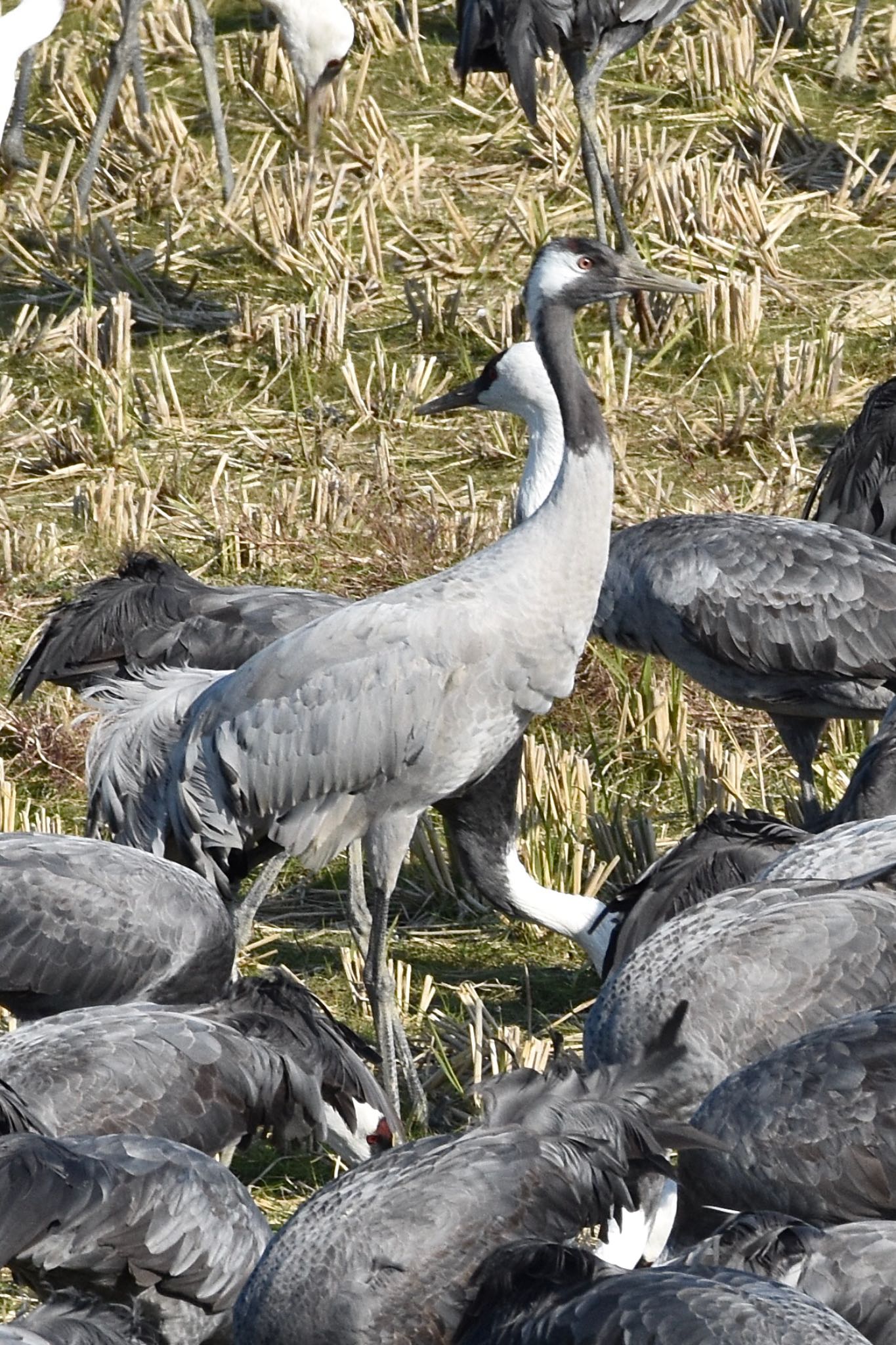 Photo of Common Crane at Izumi Crane Observation Center by 背高ゴイ之助