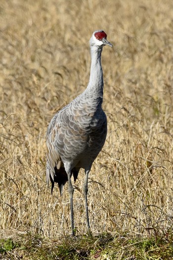 Sandhill Crane Izumi Crane Observation Center Mon, 12/7/2020