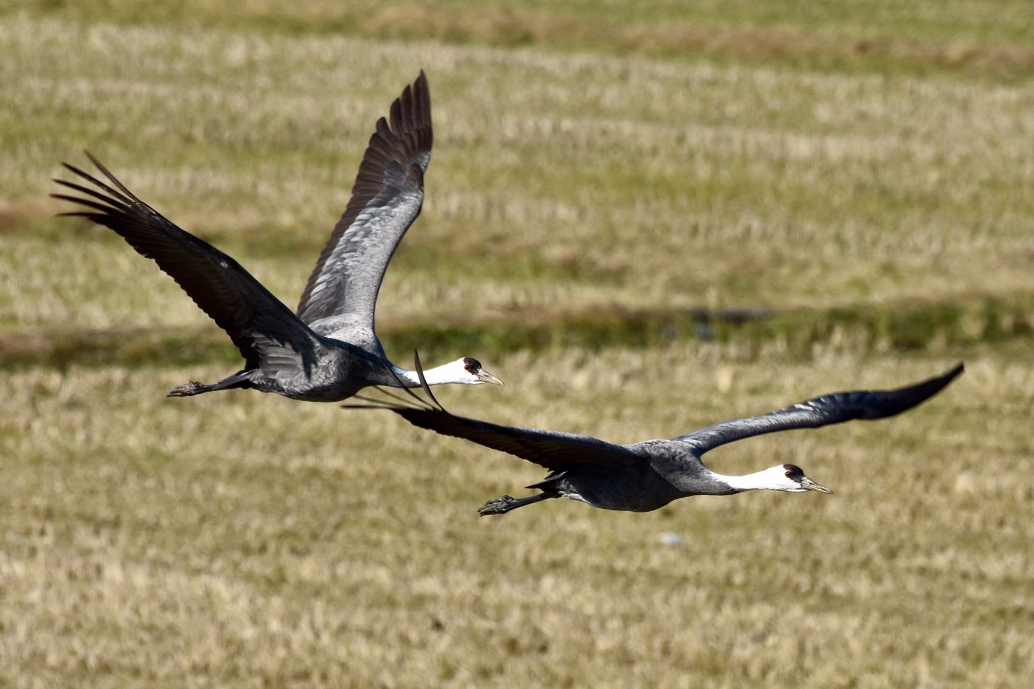 Hooded Crane