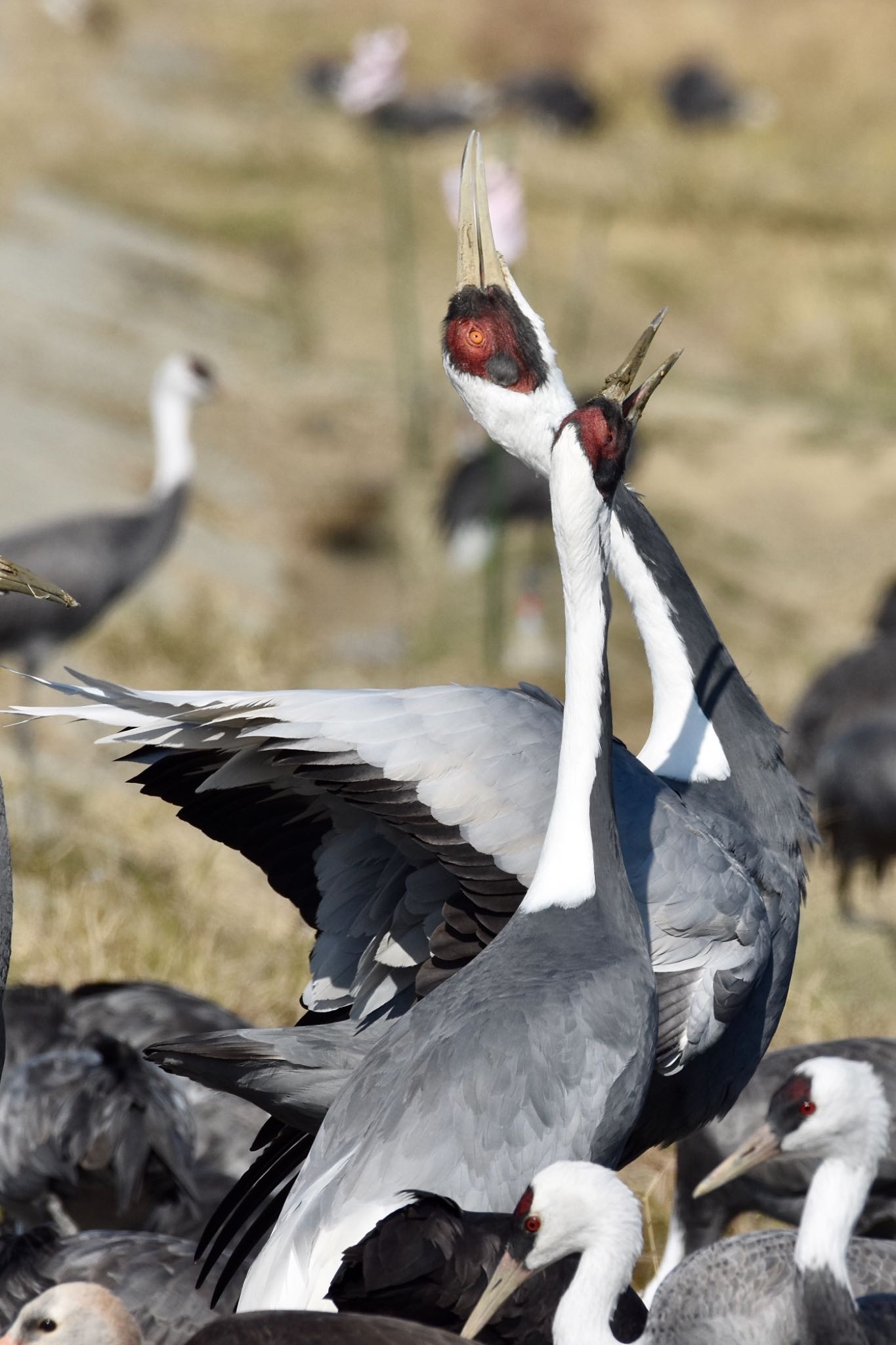 Photo of White-naped Crane at Izumi Crane Observation Center by 背高ゴイ之助