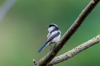 Long-tailed Tit 福岡県 北九州市 Sat, 2/13/2021